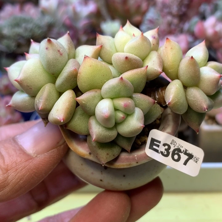 E367一物一拍带盆发