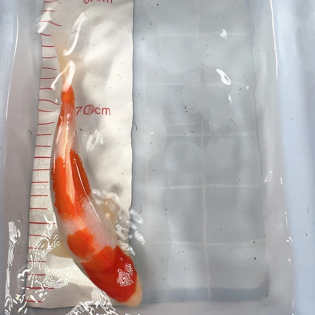 锦鲤鑫泓锦鲤养殖