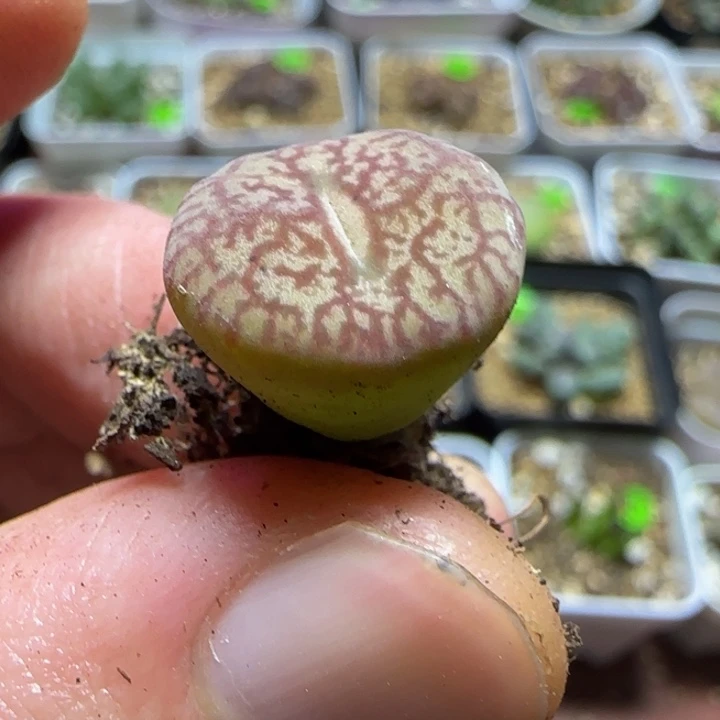 杂交漂亮多肉植物167