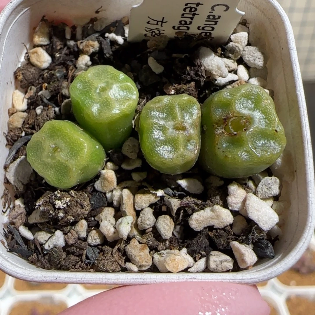 肉锥多肉植物组合-方烧一盆1781