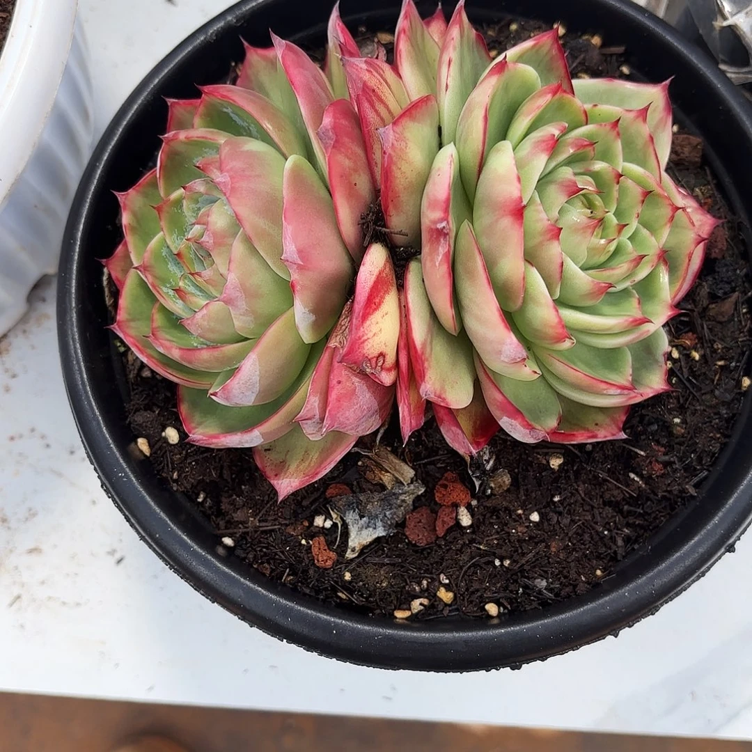 惜***无花朵惊鸿仙子17公分