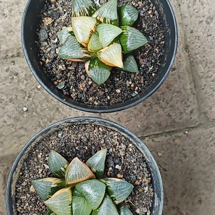两颗克锦多肉植物原盆土