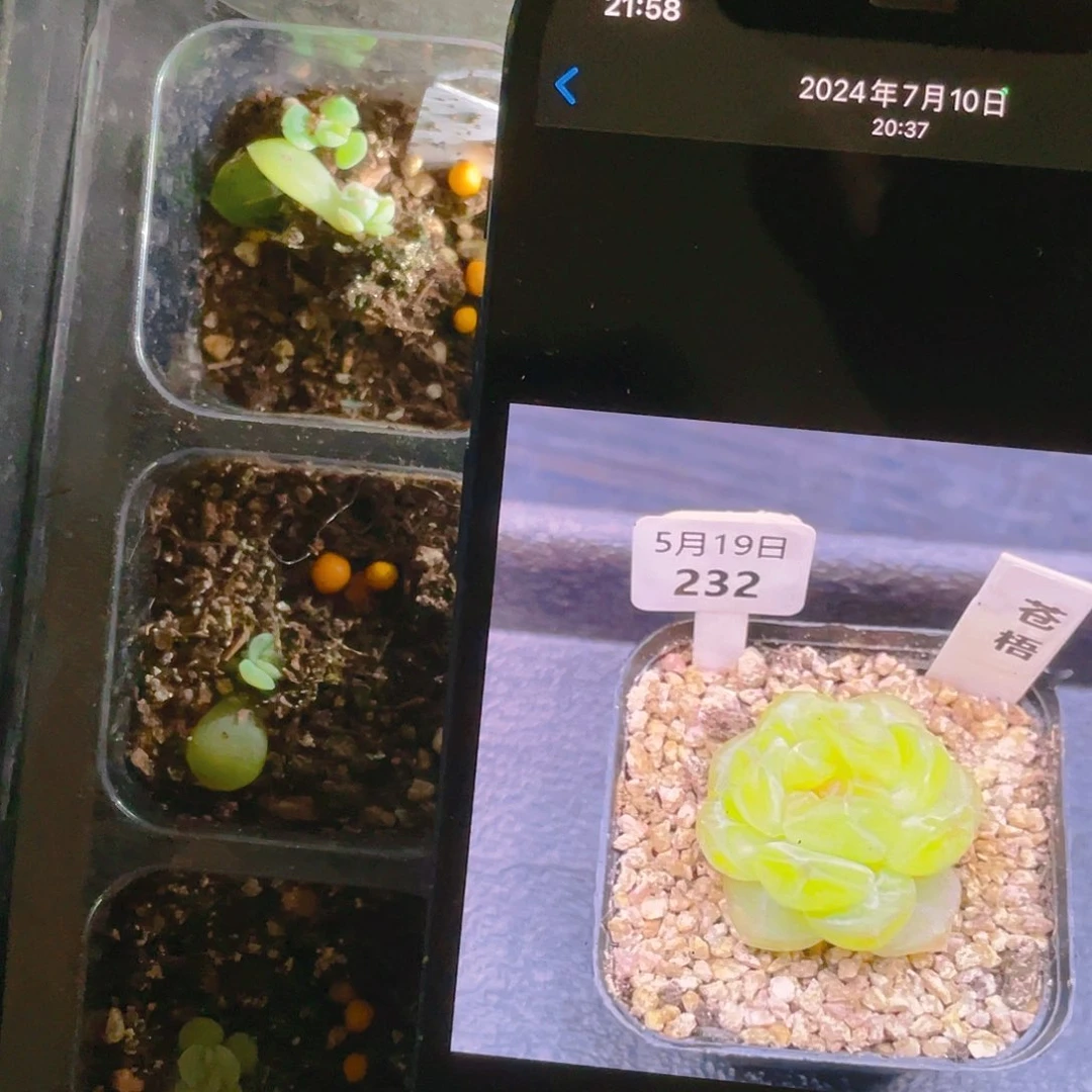 苍梧芝麻苗穴一个满25包邮