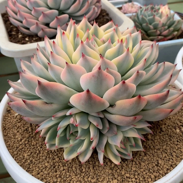 吉娃娃锦大群锦上园艺一物一拍