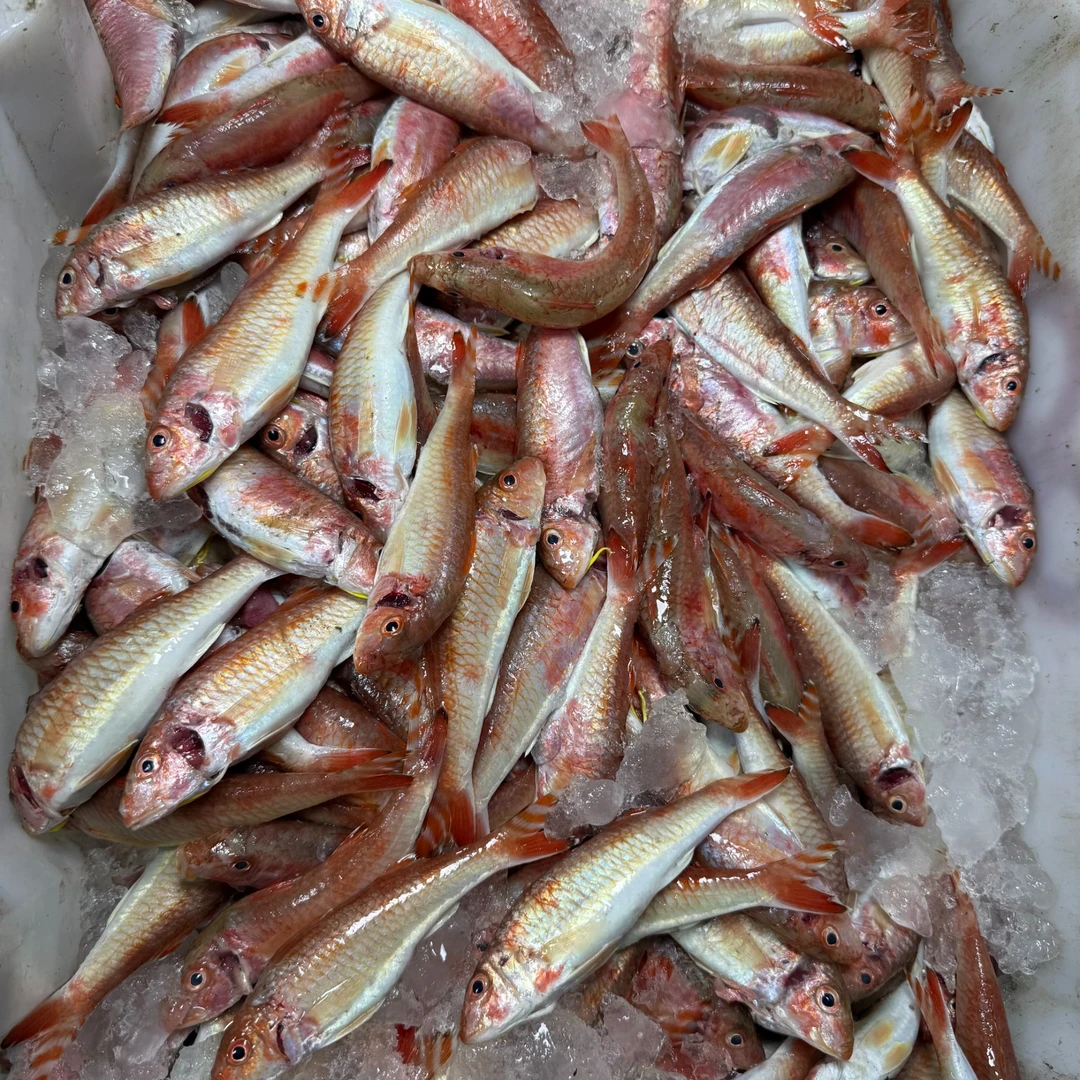 本港 红鱼 新鲜上岸 海鲜水产品 肉质鲜嫩美味[广东省内顺丰包邮]