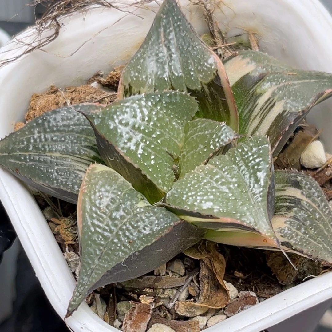 恭喜发财大吉大利0049