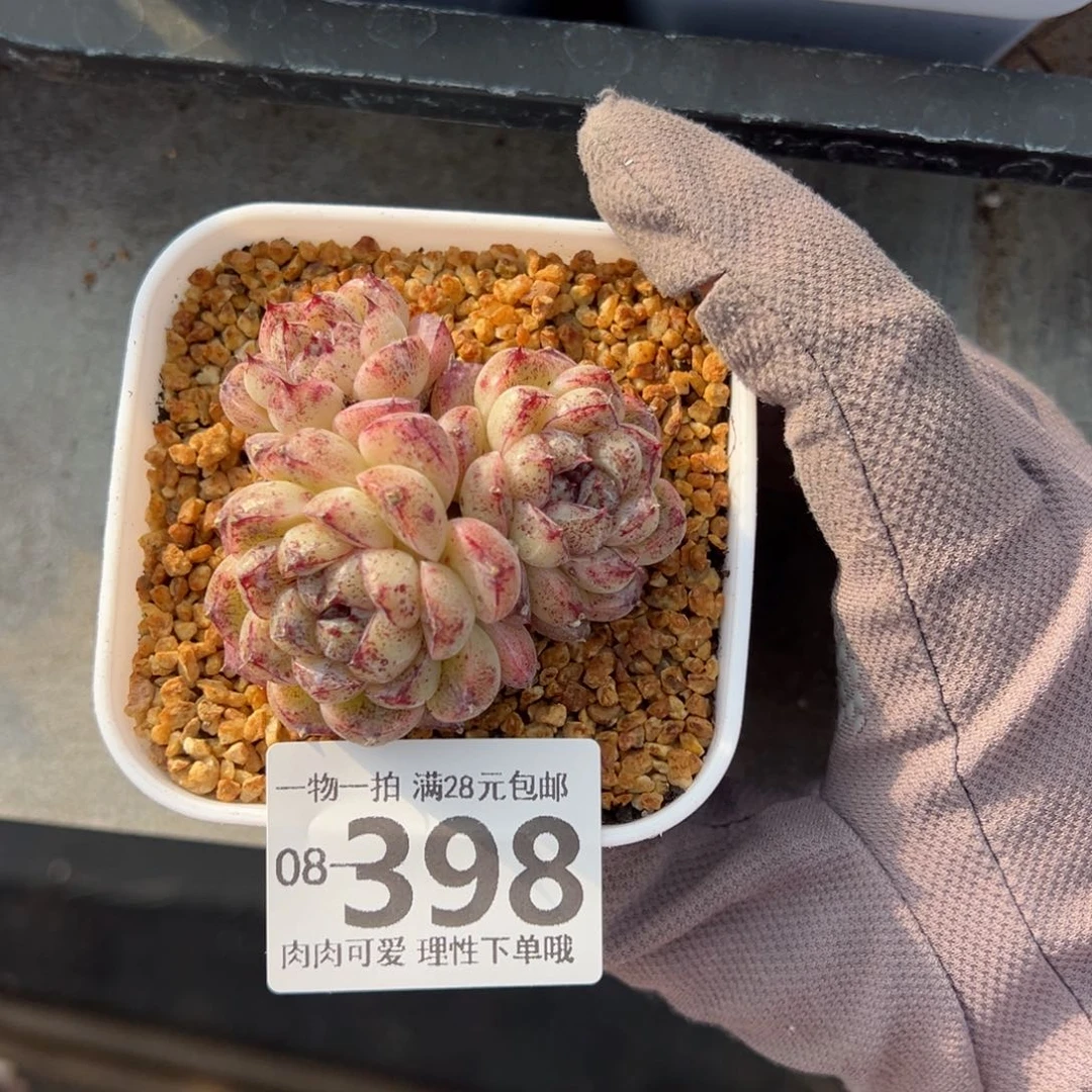 赤水晶多肉多肉多肉