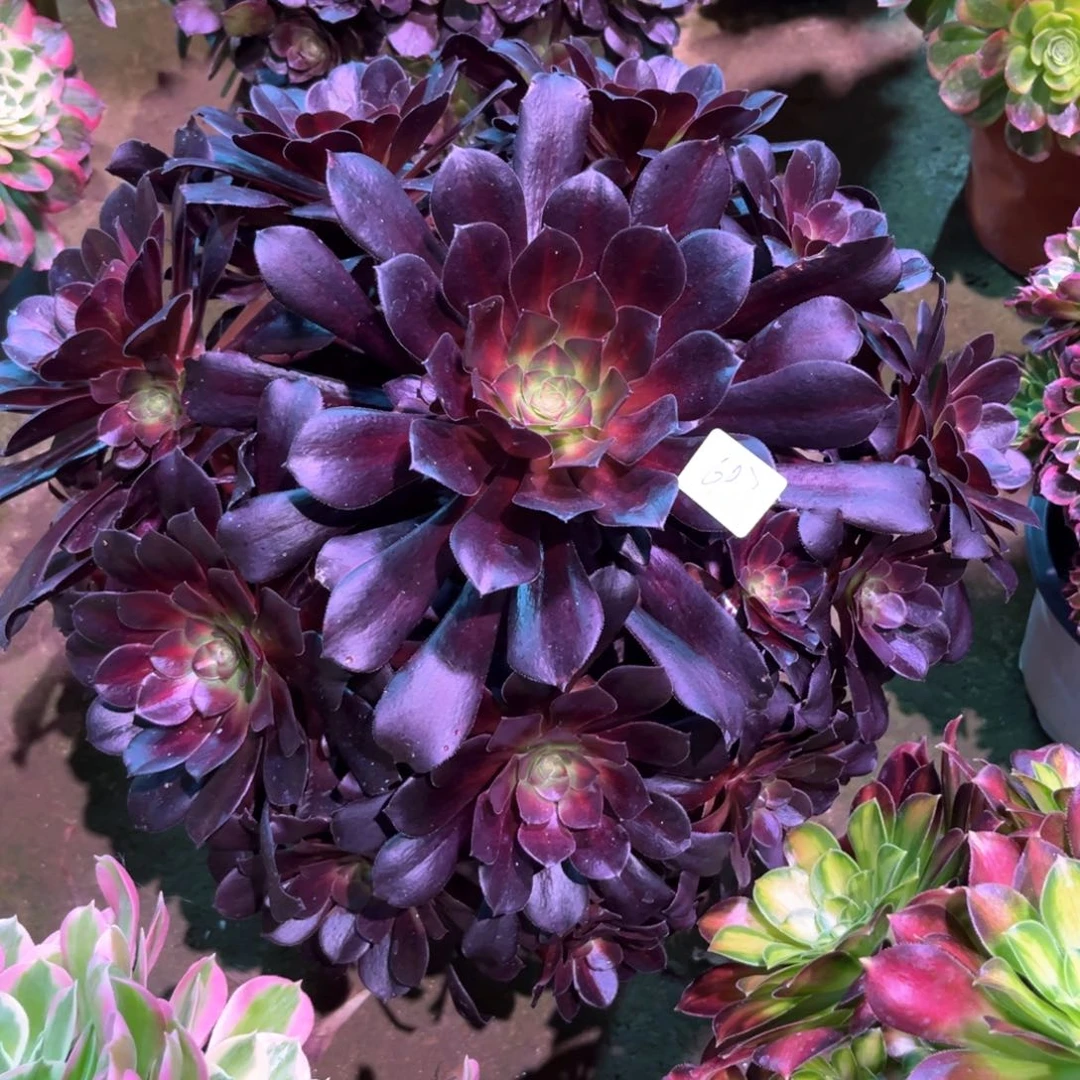 多肉植物华纳697