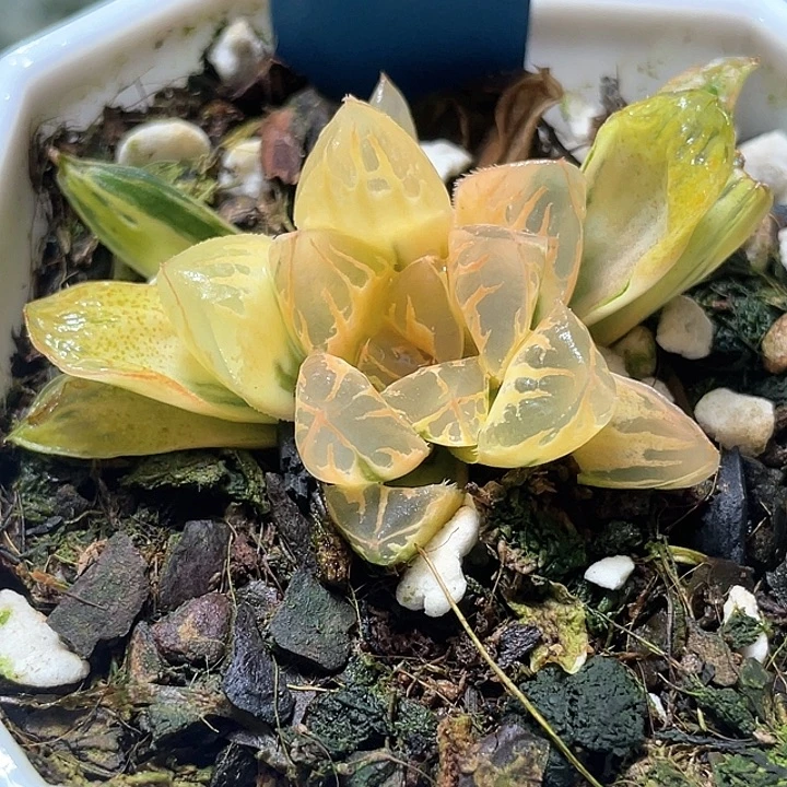 792糊斑花水晶锦特选福利