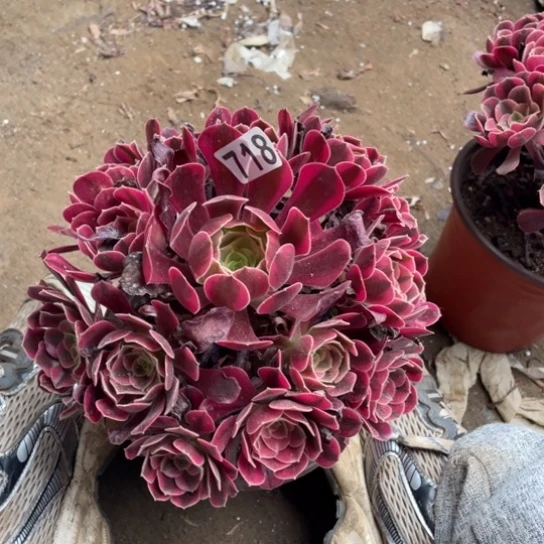 18厘米左右美杜莎718