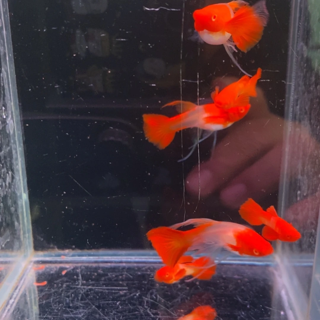小***咪红剑鱼鸿运当头大C三对鱼