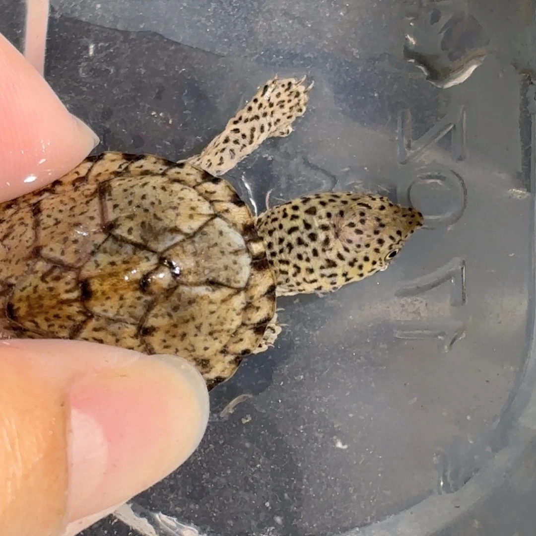 宠物龟不分公母增生双满文黑刀