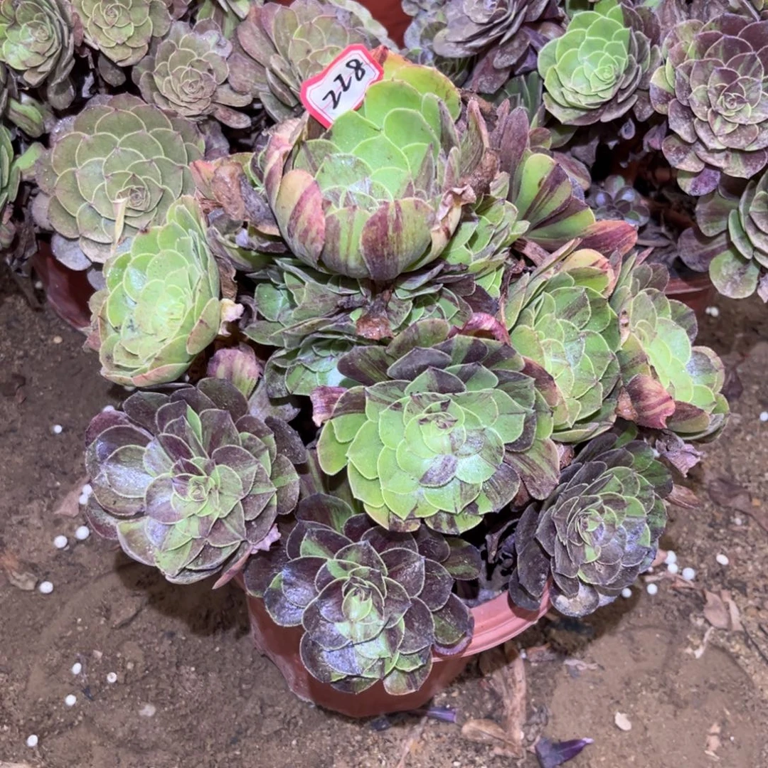 228多肉植物花月夜