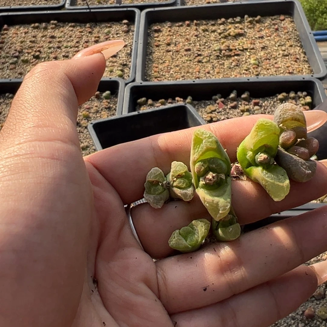 ?****?猫耳朵风铃多肉