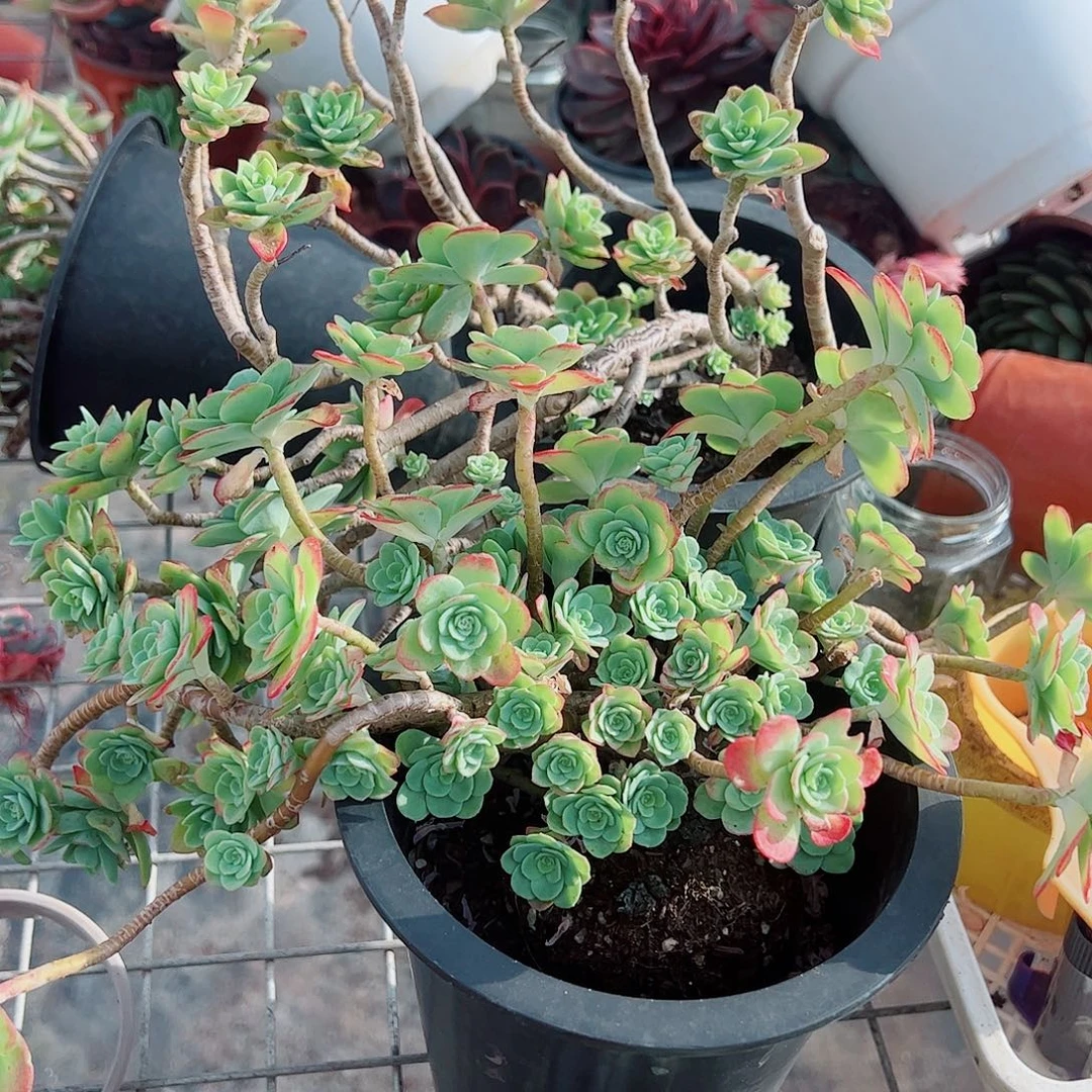 薄化妆多头造型精品