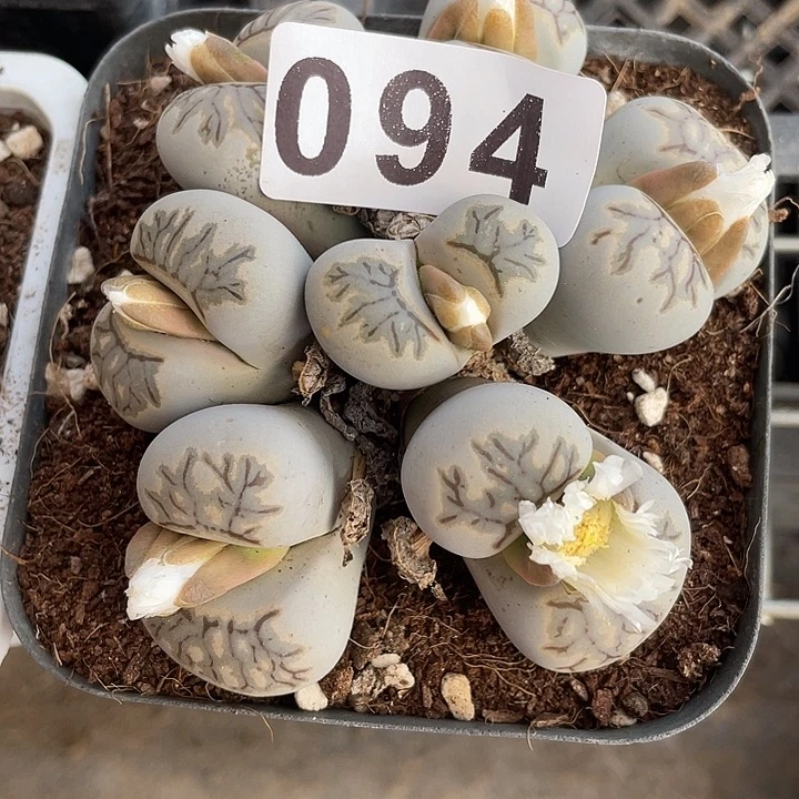 生石花一颗7头094