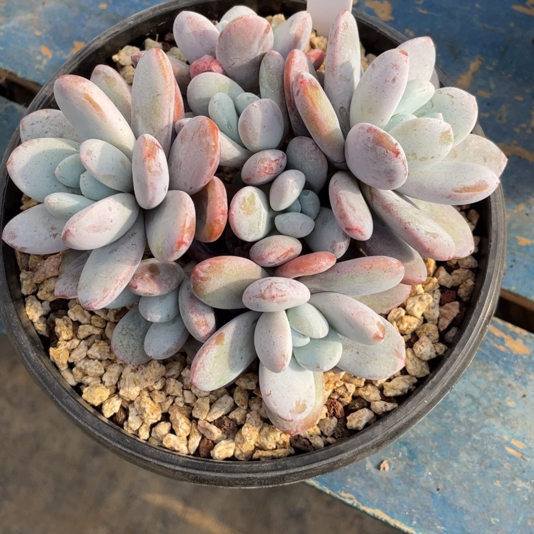 雪美人一物一拍中通快递