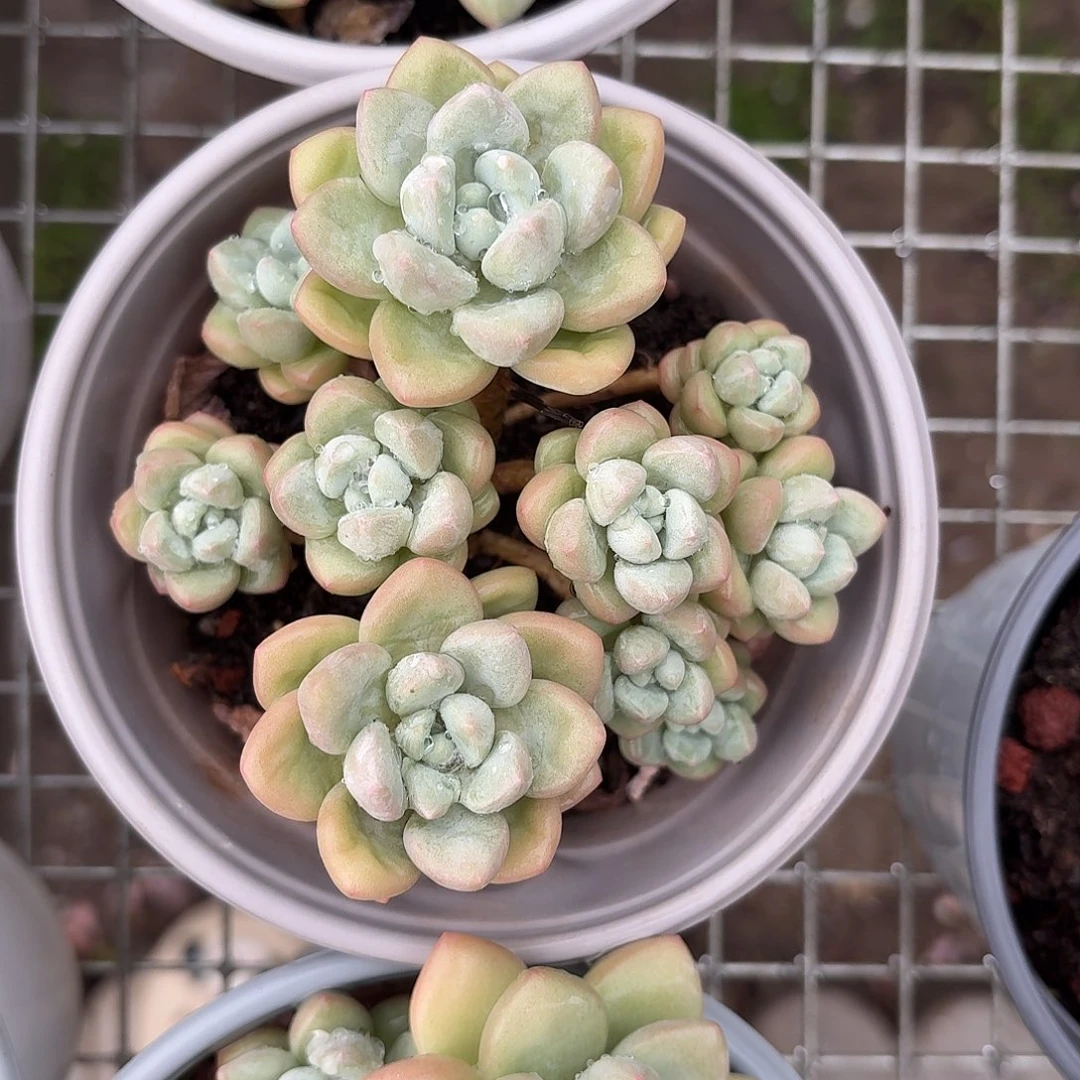 泡泡糖老桩群生12㎝盆