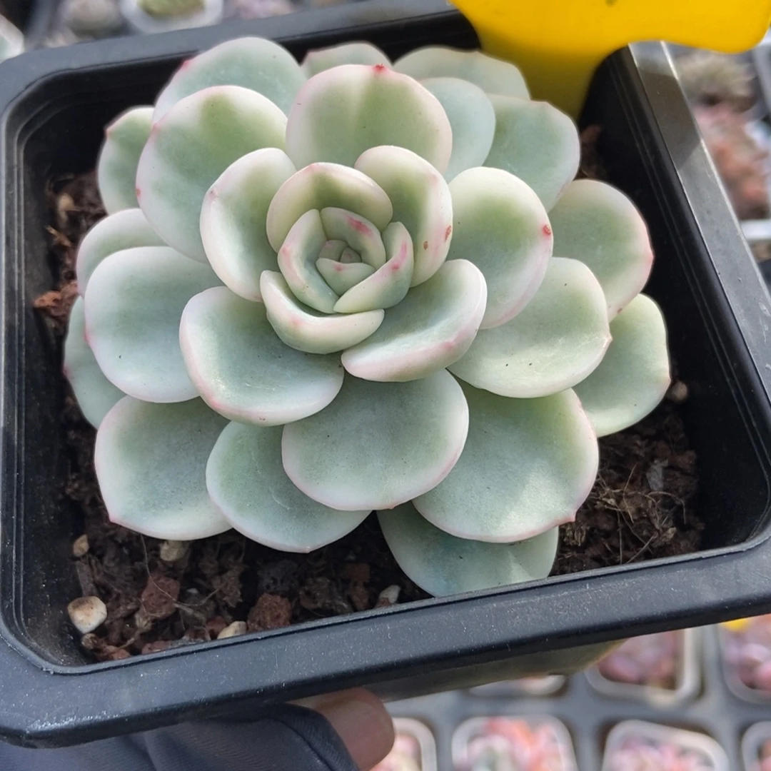 897晨路锦多肉植物