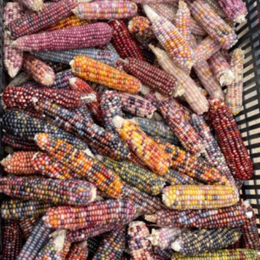 悦宝文玩玉米 【19-99 】 一物一拍   no退no换！！