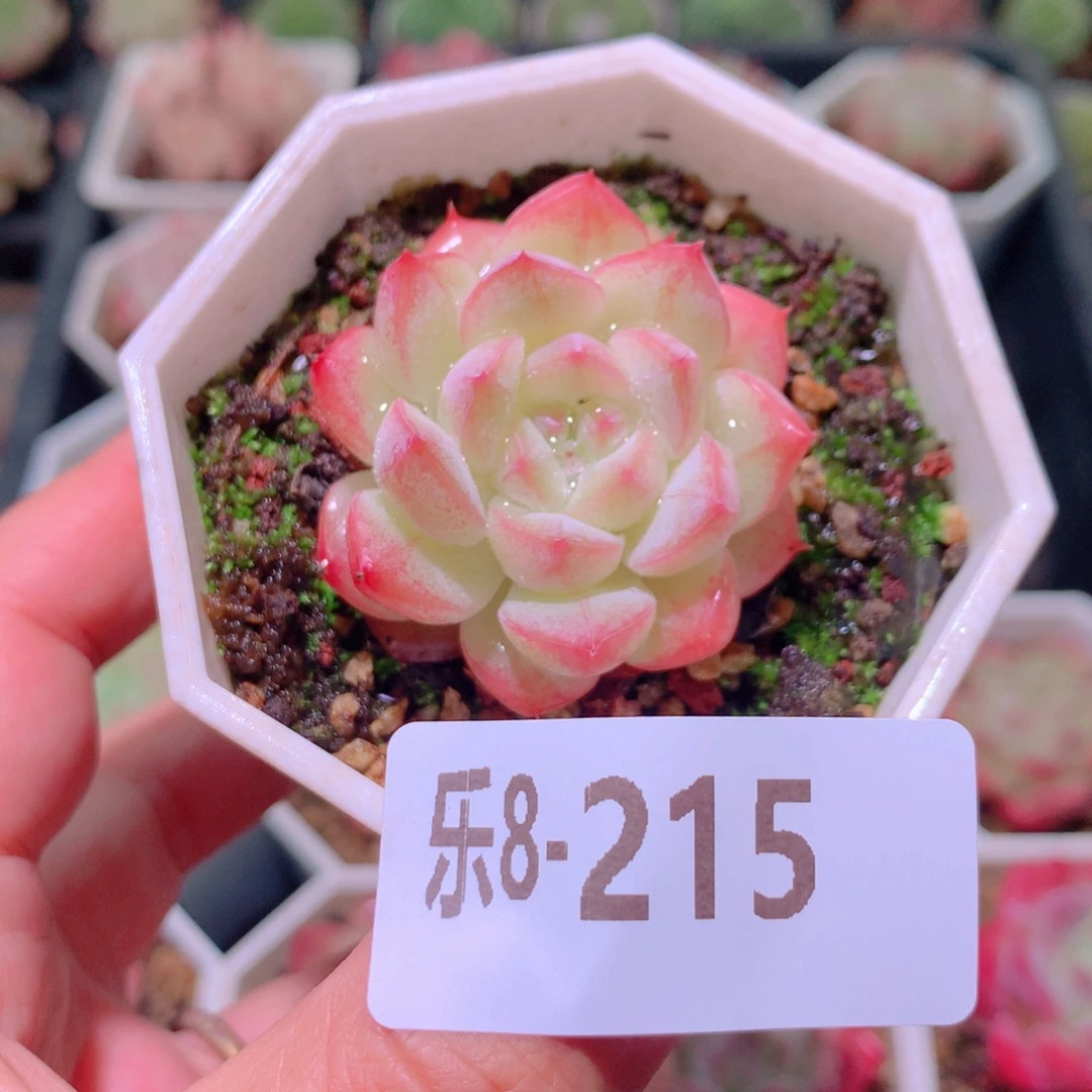 乐然8-215 白桃汽水