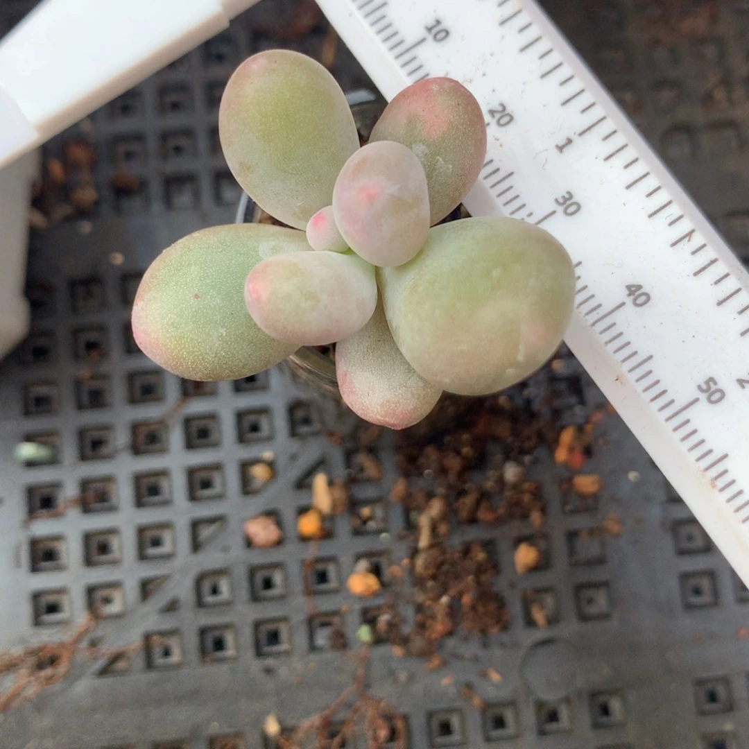 米可奶酪多肉，米可奶