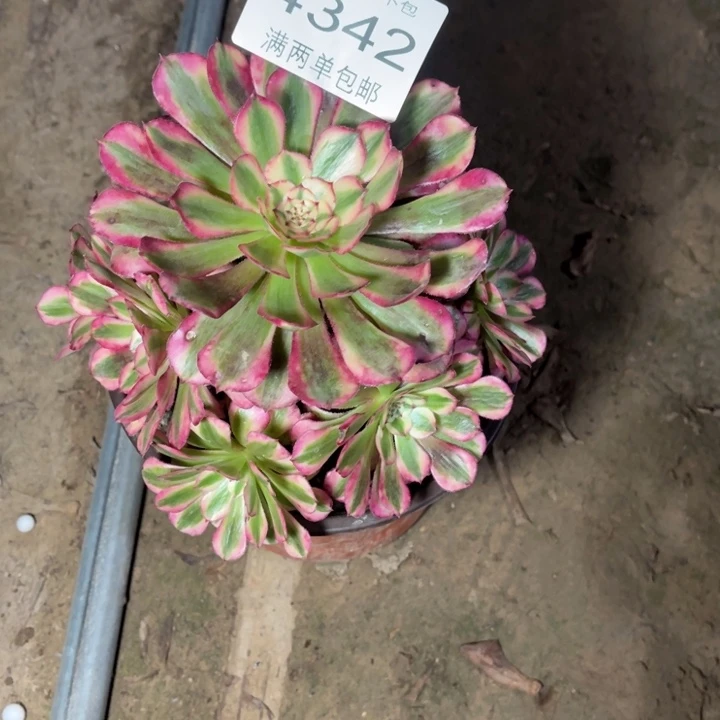 4342红铜的的的美