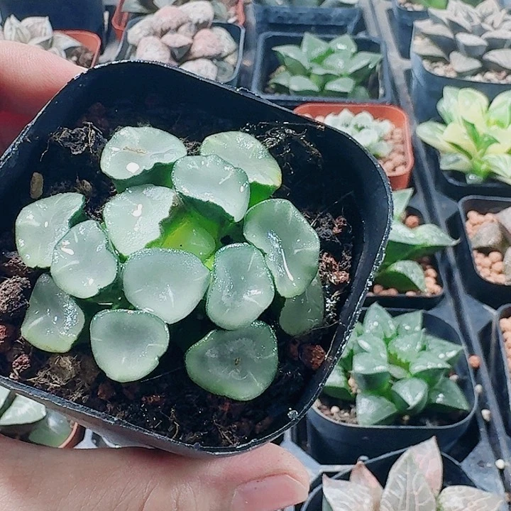 无花朵十二卷 空门万象福利