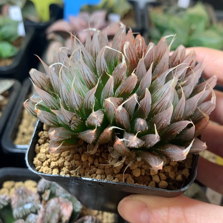 大卫针管一物一拍