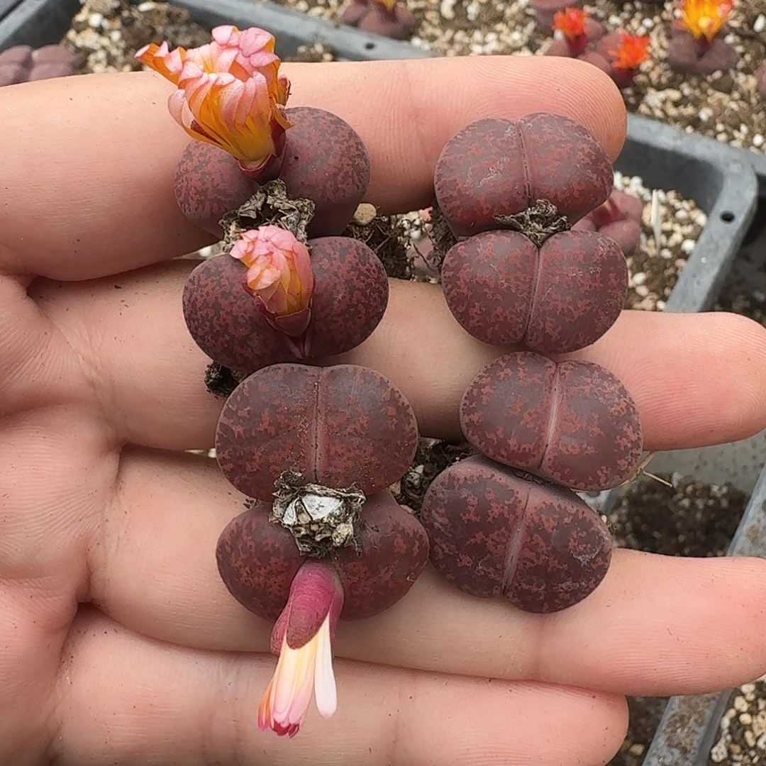 D518酒红紫勋酒红绫耀玉混合