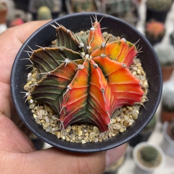 实生肋骨锦特价福利