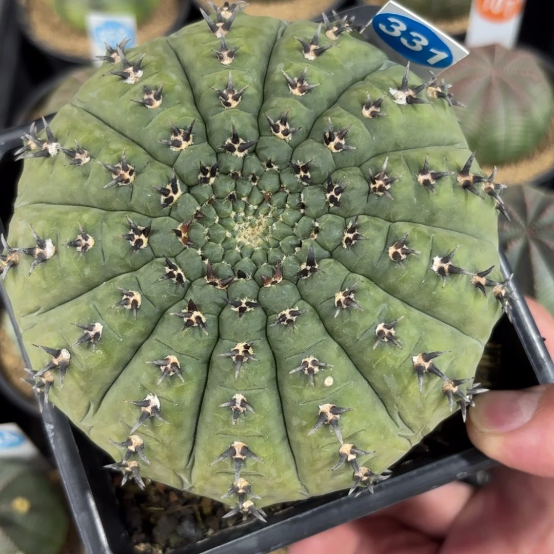 331实生大尺寸黑刺凤头带盆带土