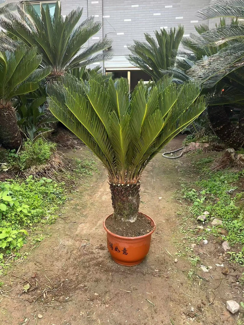 铁树绿植  光头 不带土不带叶发货