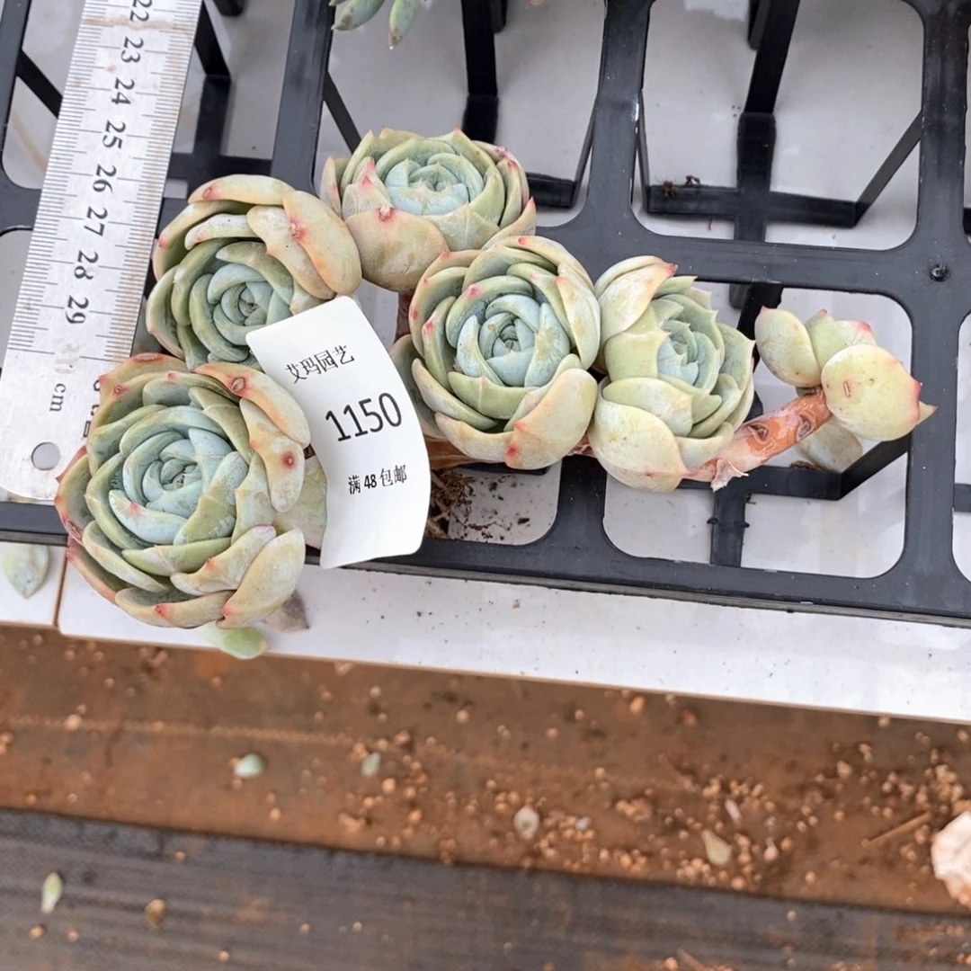 哦*劳林朵朵多肉多肉1150
