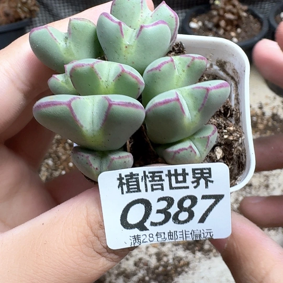 d多肉植物的润泽吃fg
