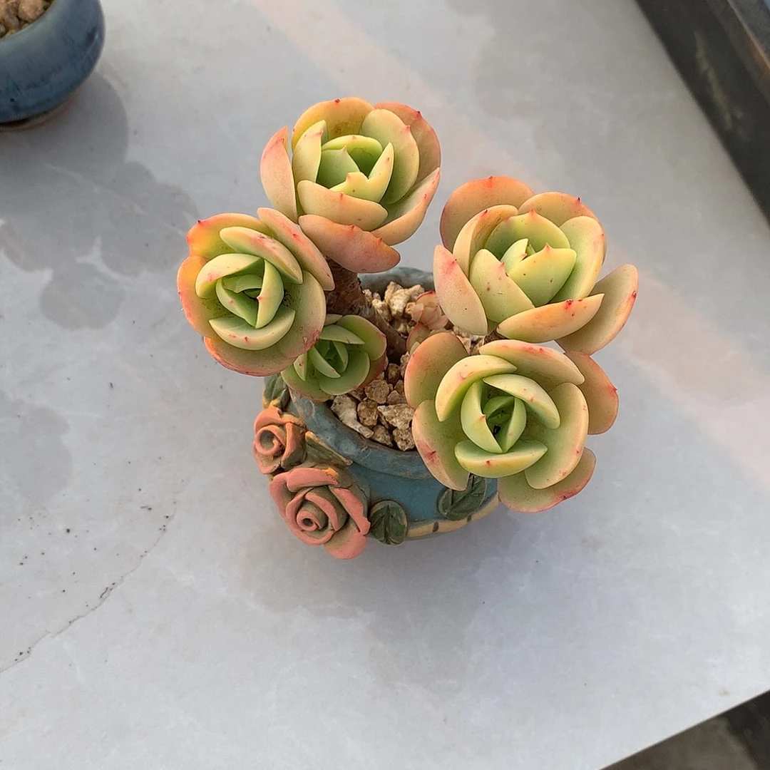 A****玉鸡蛋碧桃多肉植物