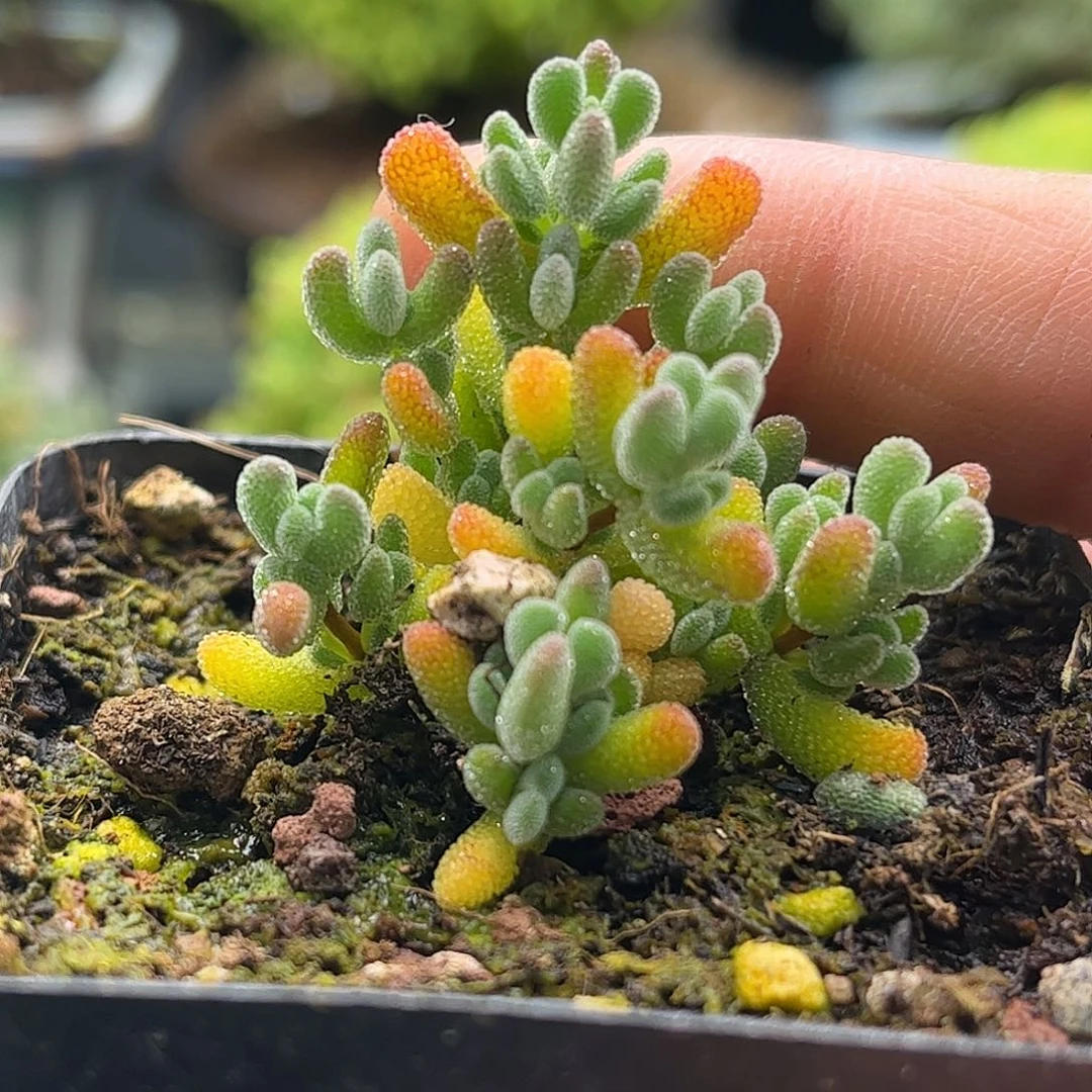 昕宝莱斯枝干番杏