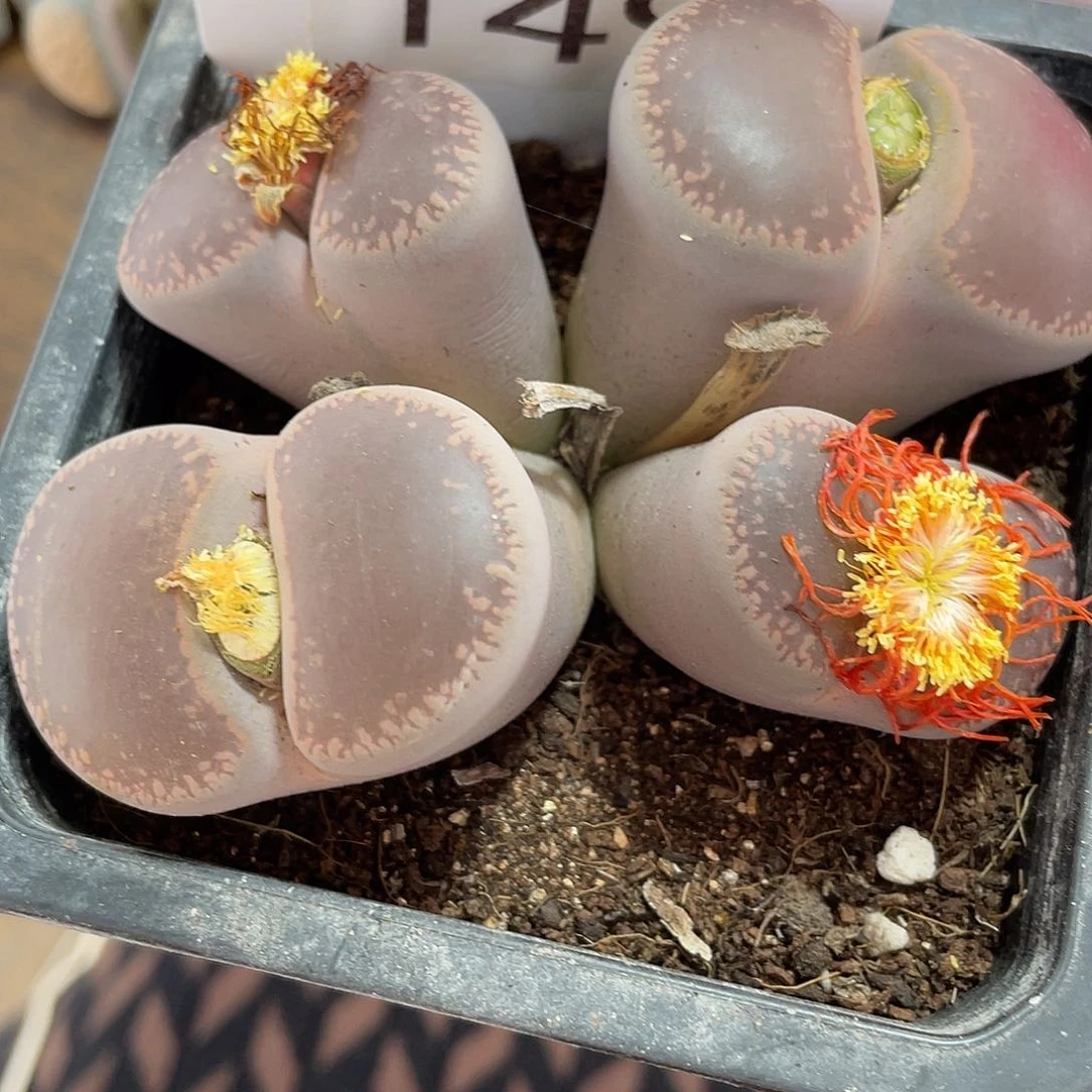 生石花一颗00149