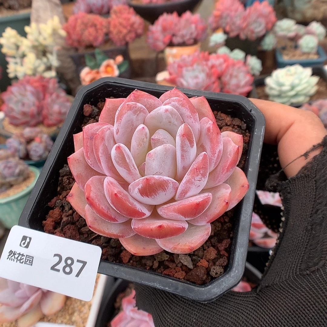 287钻石橙多肉植物666