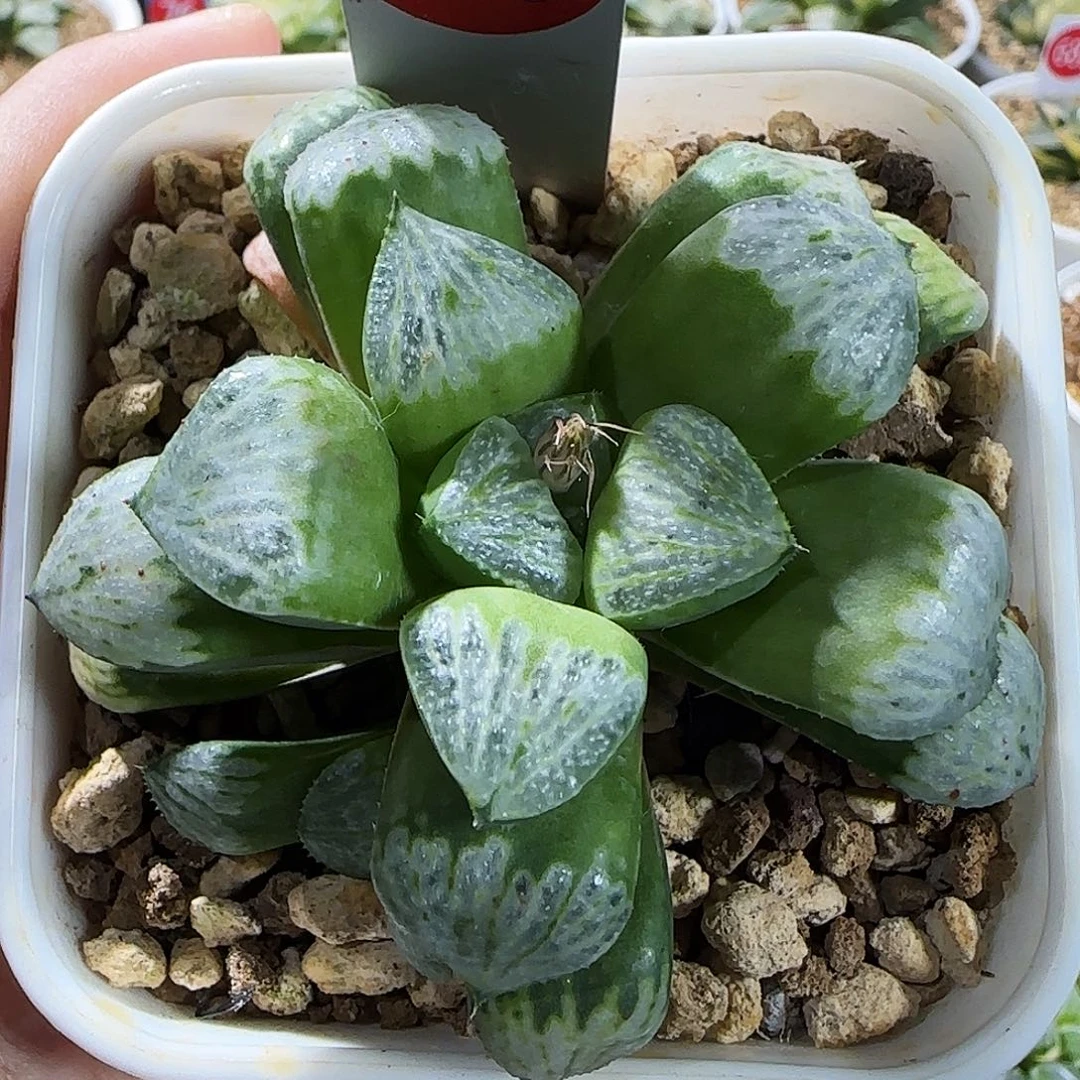 163号实生丸叶带侧芽一物一拍带盆土