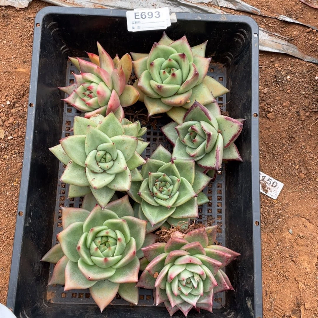 无花朵若如东云组拍E693