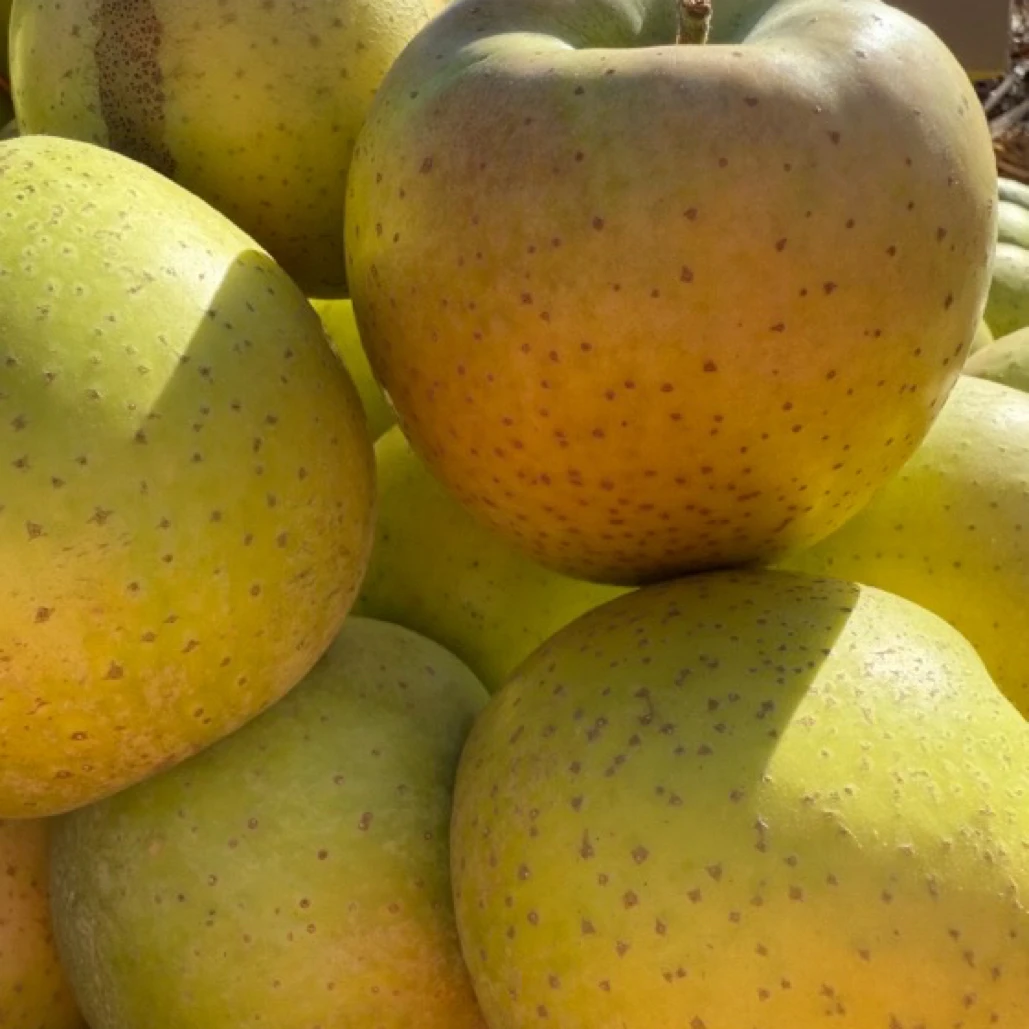 大连普兰店安波俭汤王林苹果现摘酸甜脆爽口麻脸果香四溢