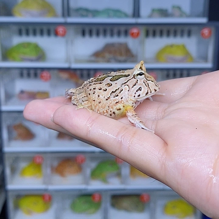 特价促销价格只要