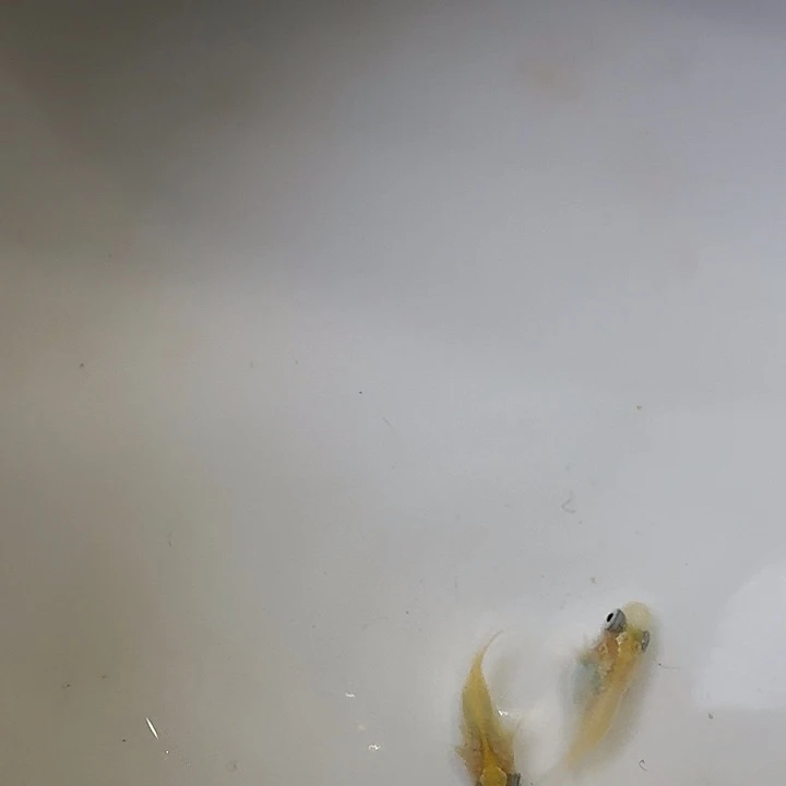 海水鱼34号白雪球球一组