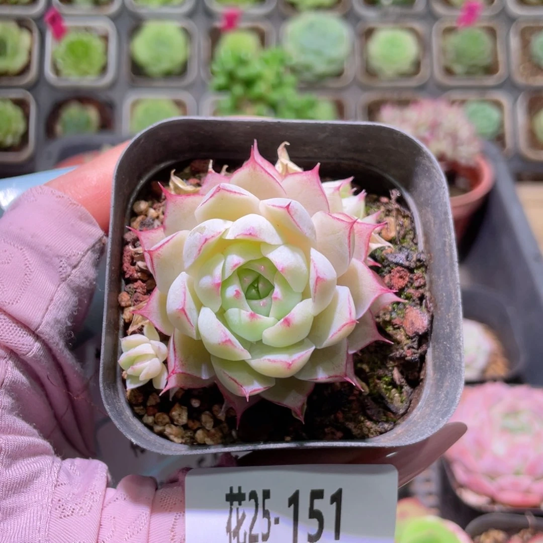 花利美25-151女王玫瑰