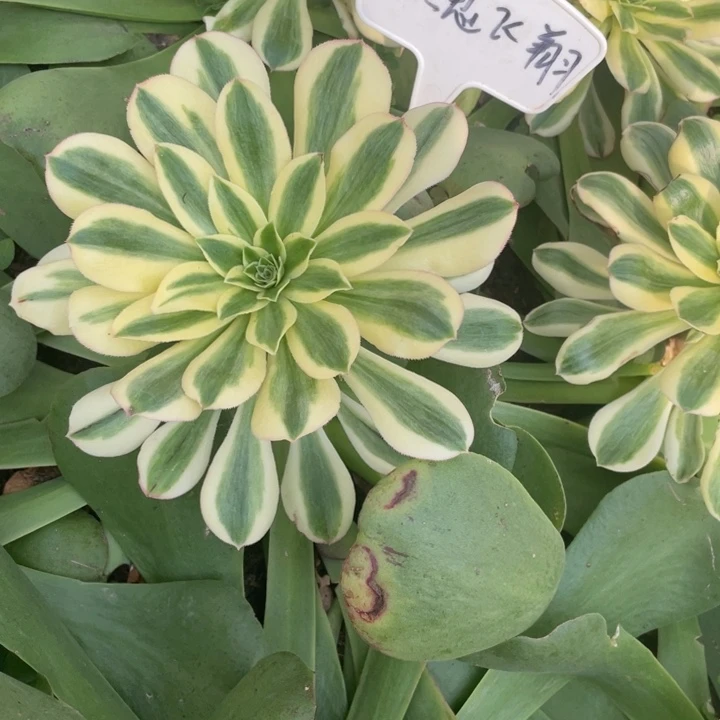 寄养倾城海王七彩绿珀三个