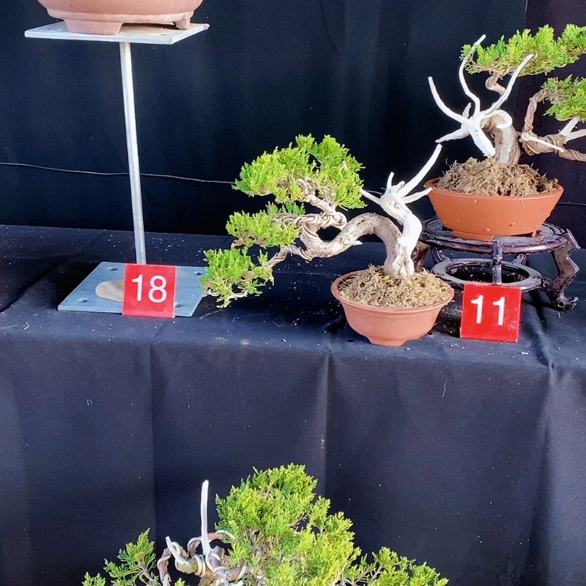 【闪购商品】完全开放草*