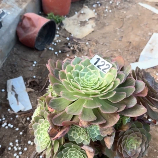 无花朵水蜜桃122号不包断枝