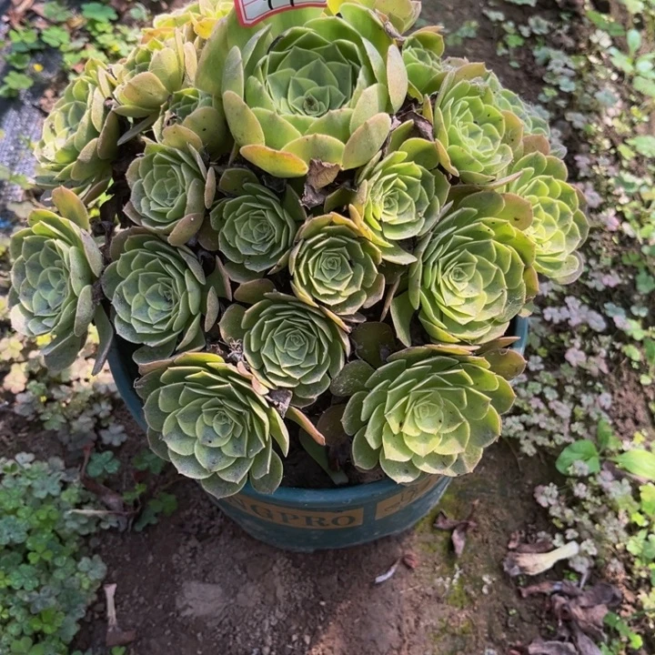 齐***鲁49雨荷多肉植物法师
