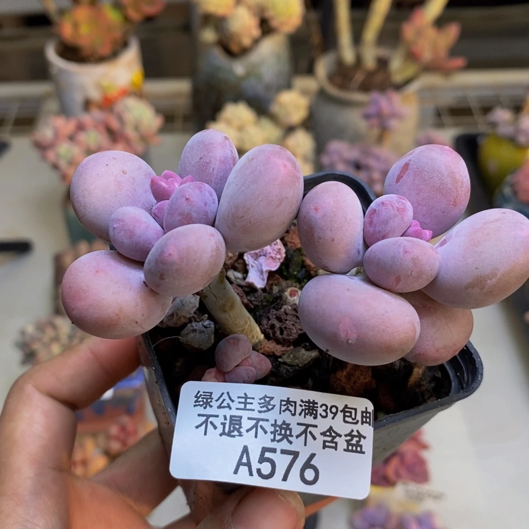 576彩虹奶多肉7c m